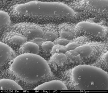 Media type: image;   Invertebrate Zoology 134690